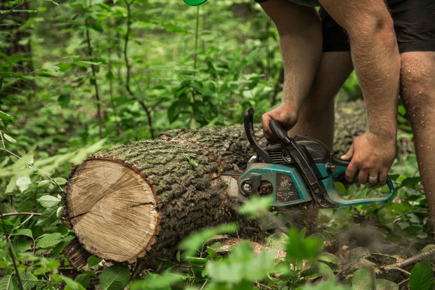 Tree Removal for Businesses in Brogden, NC